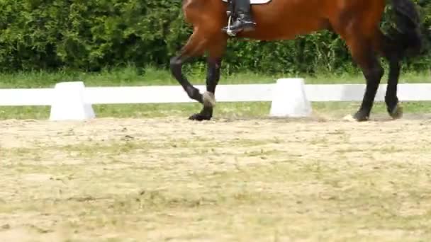 Cheval de dressage — Video