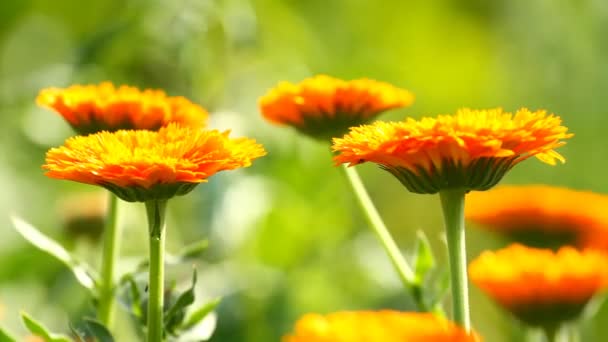 Flor de caléndula — Vídeos de Stock