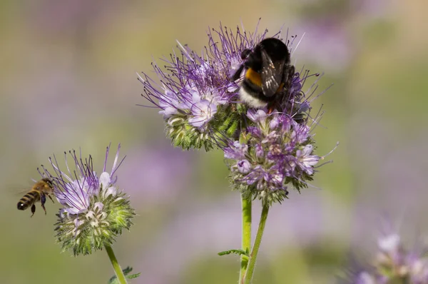 Bumblebee e flor de phacelia — Fotografia de Stock