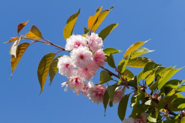 çiçeği pembe sakura
