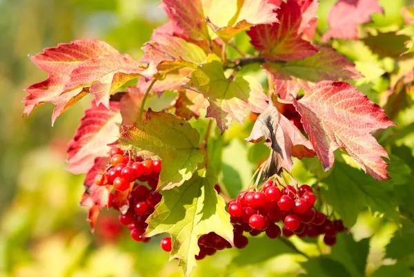 Red Viburnum berries — Stock Photo, Image