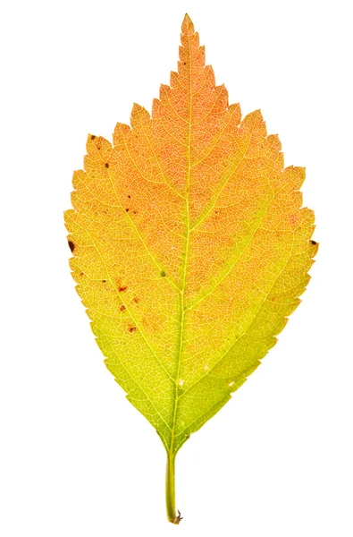 Изолированный лист сакуры — стоковое фото