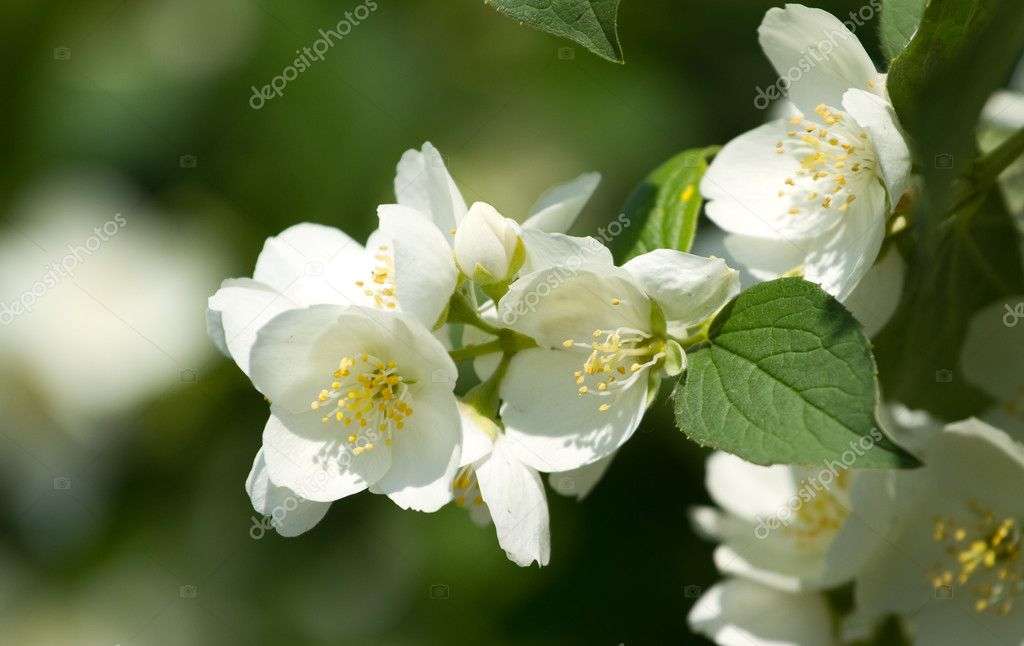 Jasmine flowers Stock Photo by ©labrador 31104671