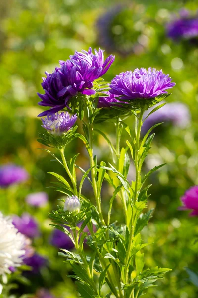 Flores aster coloridas — Fotografia de Stock