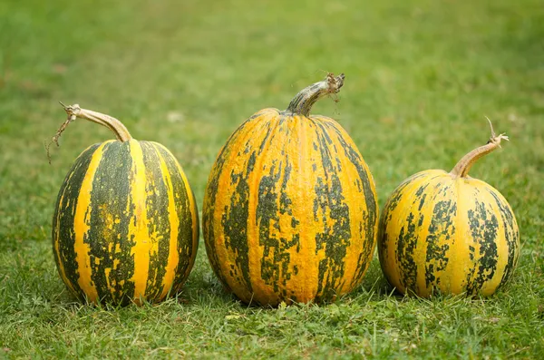 Herbstkürbisse — Stockfoto