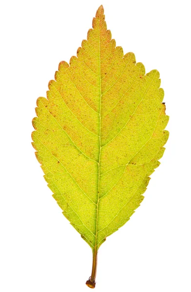 Sakura leaf — Stock Photo, Image