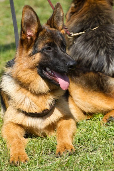 Duitse Herder Honden — Stockfoto