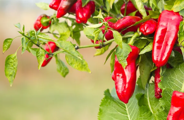 Röd paprika — Stockfoto