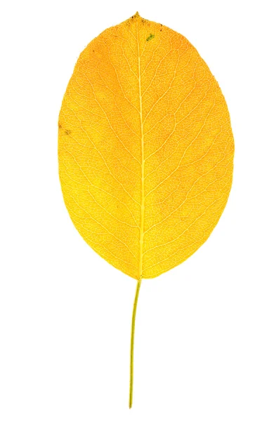 Feuille jaune de poire — Photo