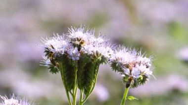 Arılar phacelia tozlaşmak