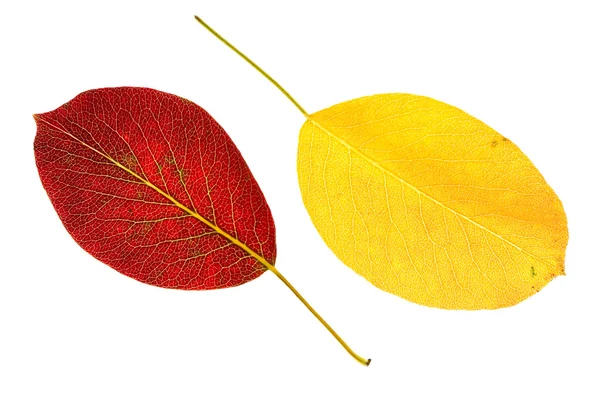 Pear yellow and red leaves — Stock Photo, Image