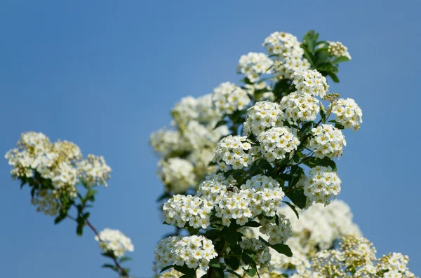 Flores de cereza pájaro — Foto de Stock