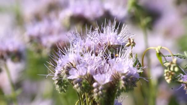 Bumblebee na flor phacelia — Vídeo de Stock