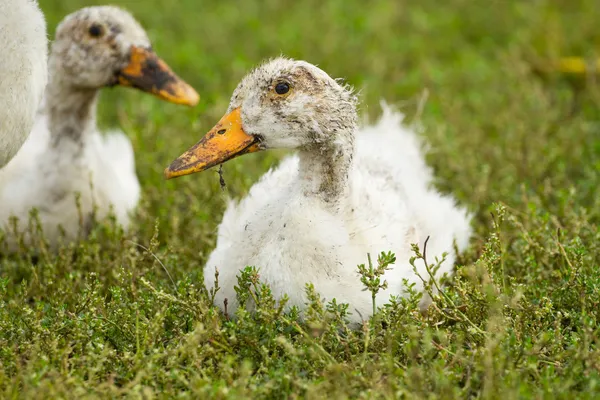 Porträt der schmutzigen Ente — Stockfoto