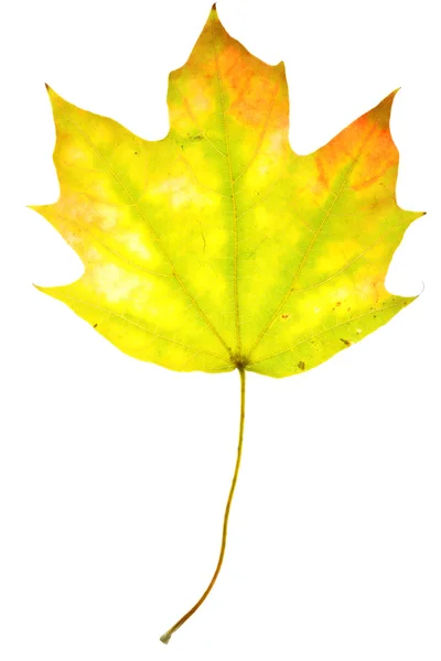 Esdoornblad op geïsoleerde — Stockfoto