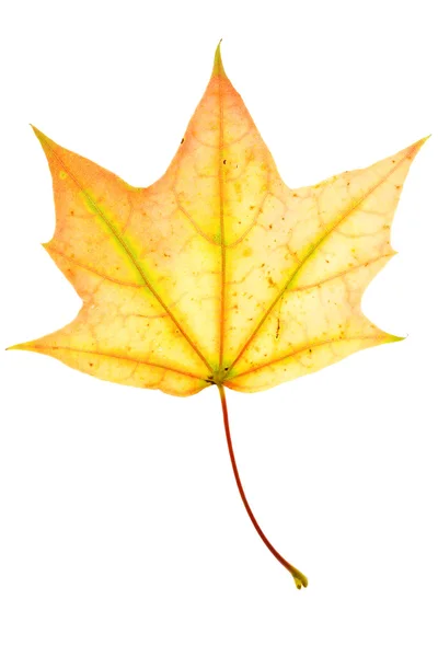 Sonbahar akçaağaç yaprağı — Stok fotoğraf