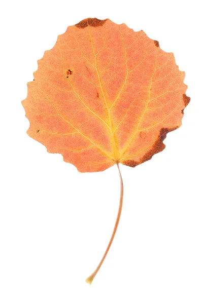 Osika liść na białym tle — Zdjęcie stockowe