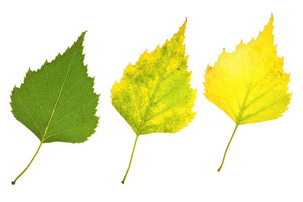Jesienią liście brzozy — Zdjęcie stockowe