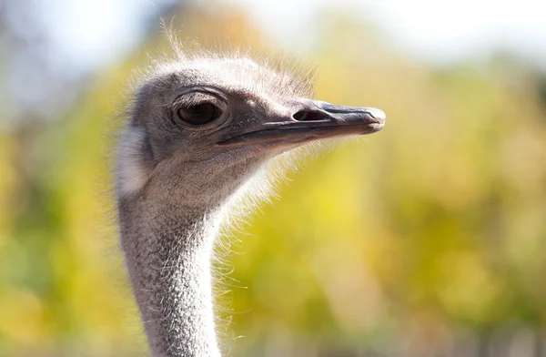 Strauß-Porträt — Stockfoto