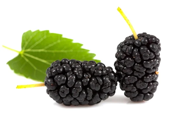 절연에 두 mulberries — 스톡 사진