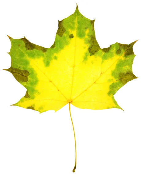 Maple leaf isolated — Stock Photo, Image