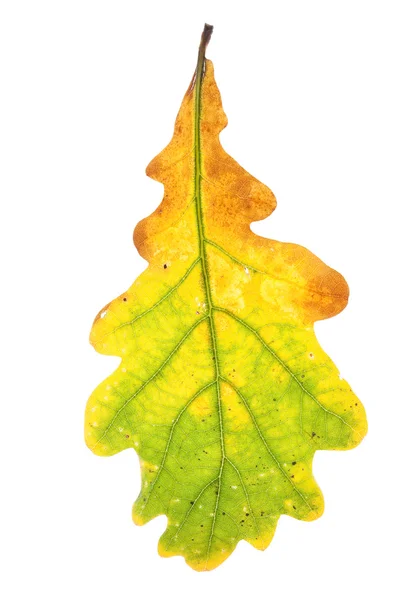 Oak leaf isolated — Stock Photo, Image