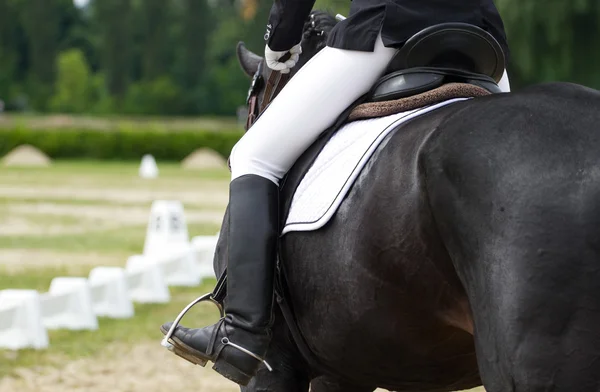 Dressage horse — Stock Photo, Image