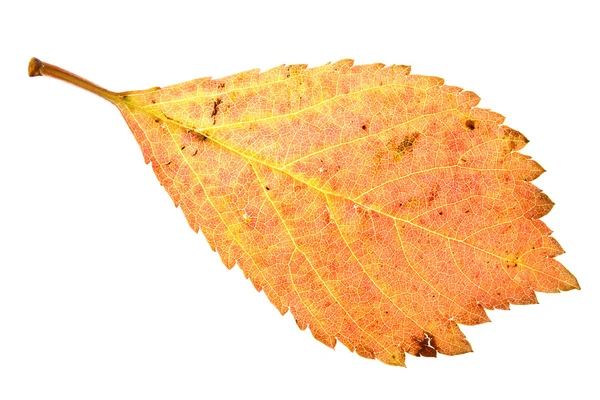 Sakura red leaf — Stock Photo, Image
