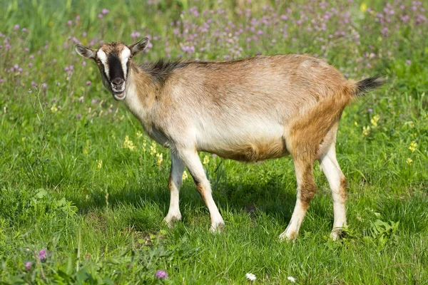 Pasture goat — Stock Photo, Image