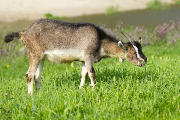 Goat pasture — Stock Photo, Image