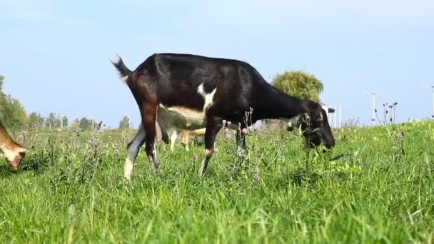 Goats pasture — Stock Video