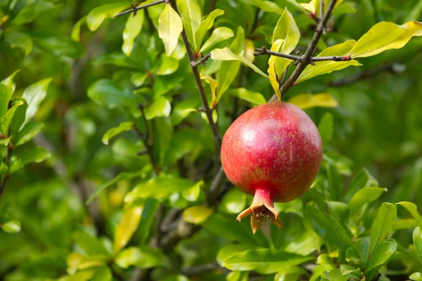 Ripe pomegranate — Stock Photo, Image