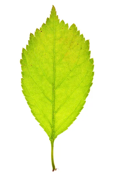 Sakura leaf op geïsoleerde — Stockfoto