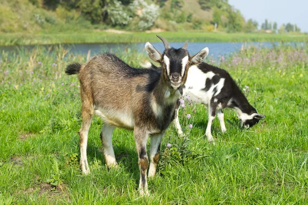 Goat pasture — Stock Photo, Image