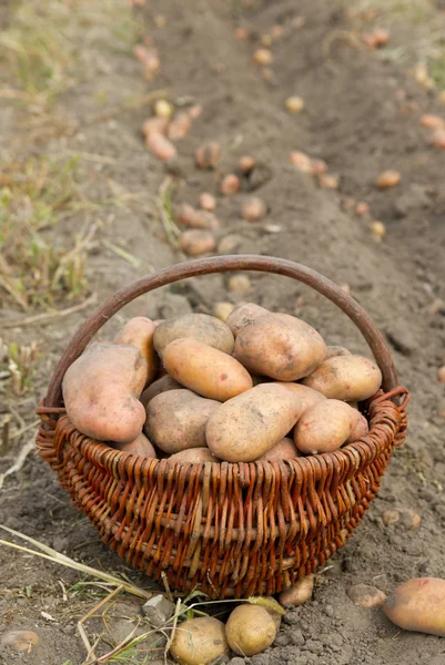 Potatoes on a basket — Stock Photo, Image