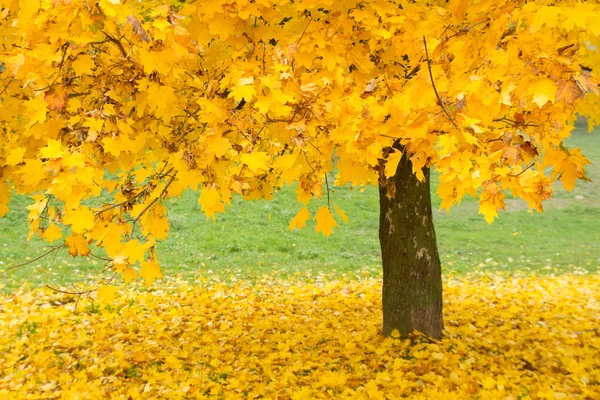 秋天的枫叶树 — 图库照片