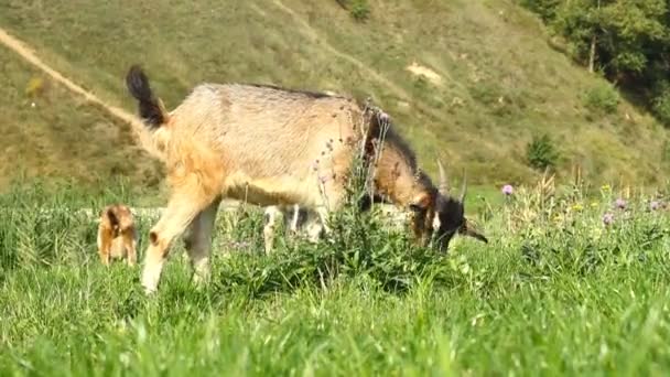 山羊牧场 — 图库视频影像