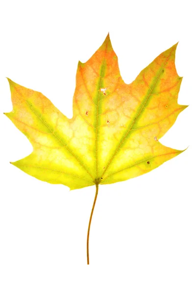 Autumn maple leaf — Stock Photo, Image