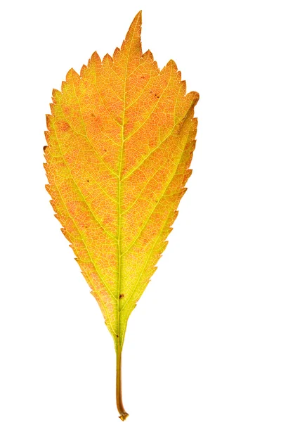 사쿠라 붉은 잎 — 스톡 사진