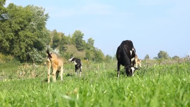 Goats pasture — Stock Video
