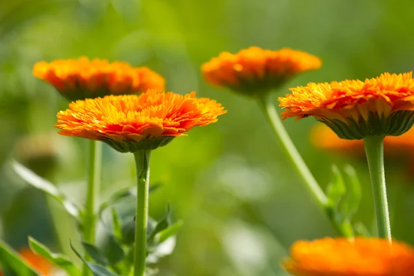 Calendula virág — Stock Fotó