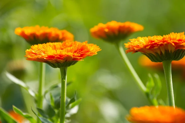 Bloemen van calendula — Stockfoto