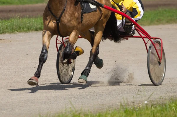 Running horse — Stock Photo, Image