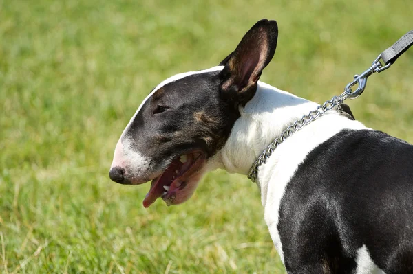 Bullterrier — Stockfoto