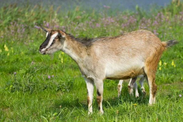 Goat pasture — Stock Photo, Image