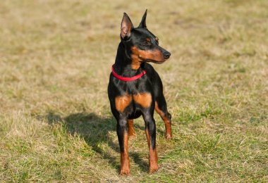 Minyatür pinscher.