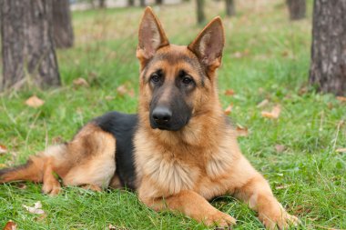 Alman çoban köpeği.