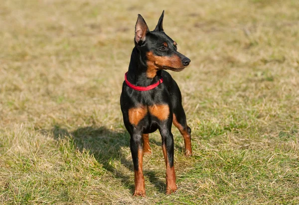 Minyatür pinscher. — Stok fotoğraf