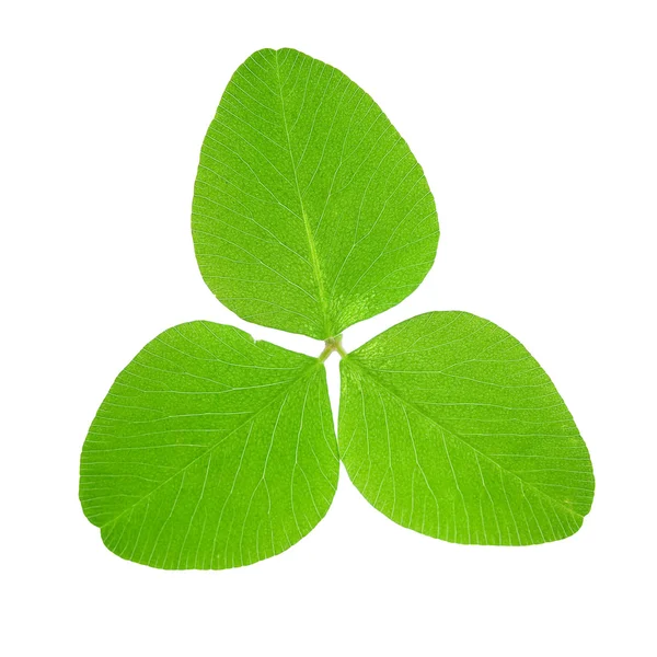 Clover leaf isolerade — Stockfoto