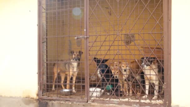 Perros en jaula — Vídeo de stock